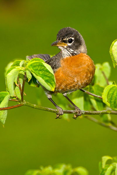 Animals;Avian;Bird;Birds;Feather;Horizontal;Keepers;Robin;Wings;feathers;flight;flying;winged
